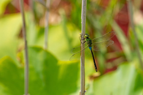 緑の茎に止まるギンヤンマの接写