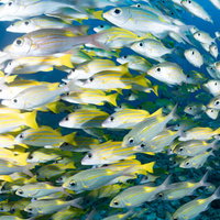 迫るヨスジフエダイとノコギリダイの魚群が接近する水中風景の写真
