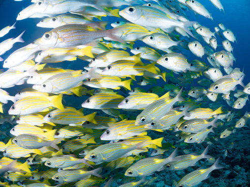 迫るヨスジフエダイとノコギリダイの魚群が接近する水中風景