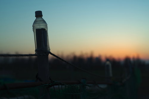 害鳥除けのペットボトルと暮れる夕日、田舎の風景