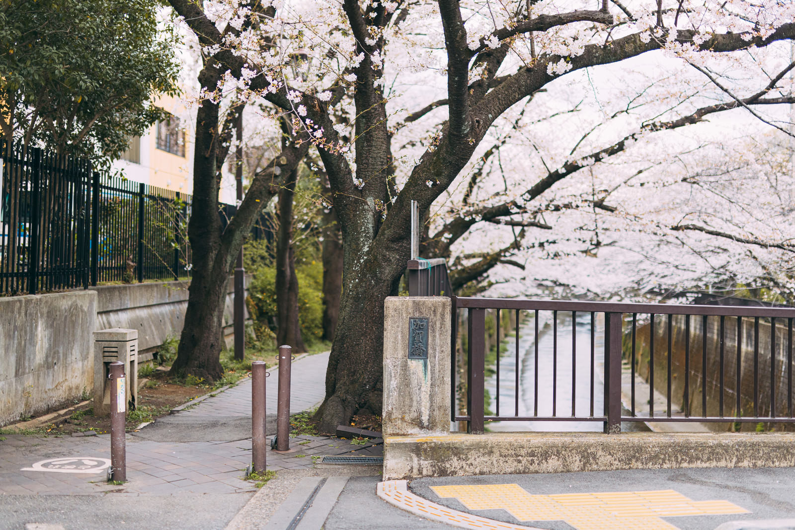 石神井川緑道の満開の桜並木と奥に見える加賀橋の風景