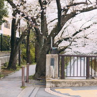 石神井川緑道の満開の桜と加賀橋の春景色の写真