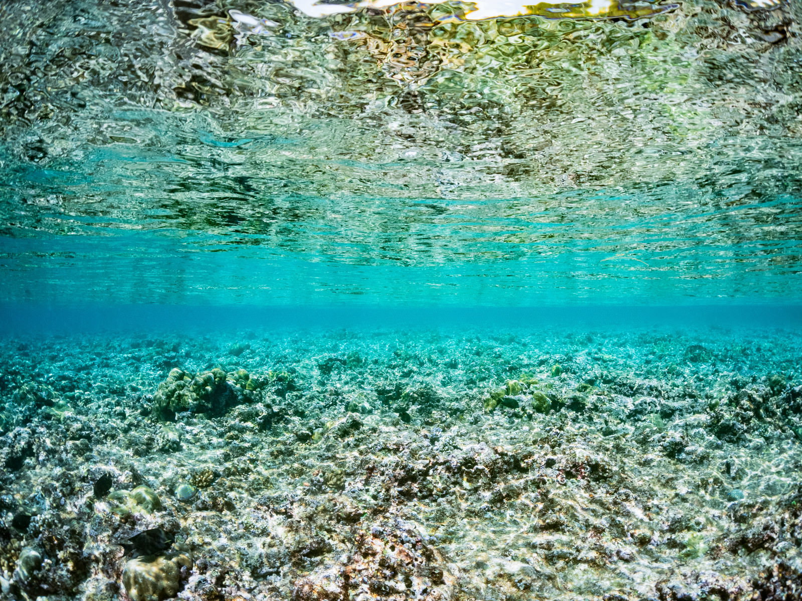 透明度の高い海中から水面を見上げた青い海の写真