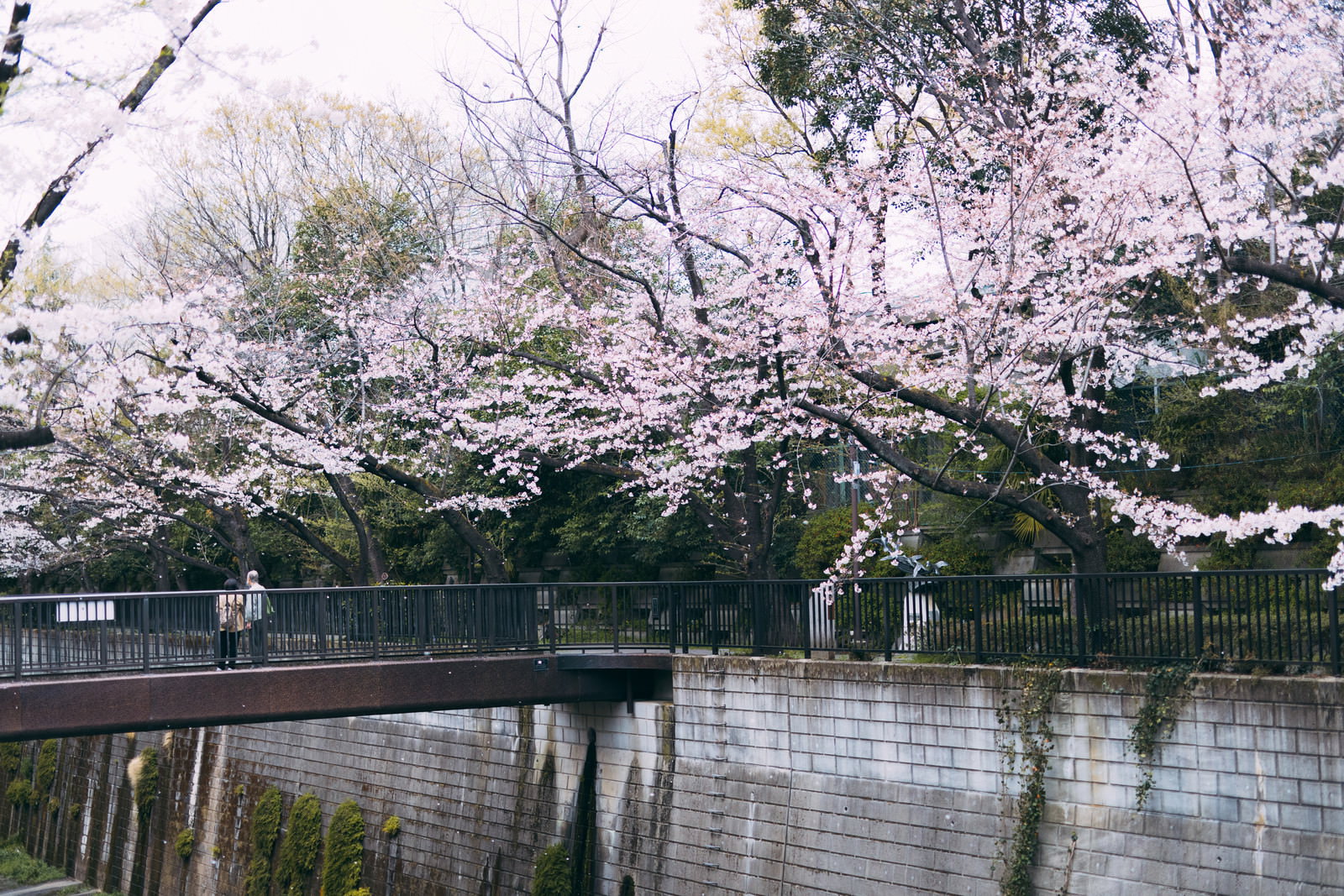 石神井川沿いに咲く満開の桜並木と川面に映る桜の風景