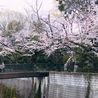 石神井川沿いに咲く満開の桜並木の写真