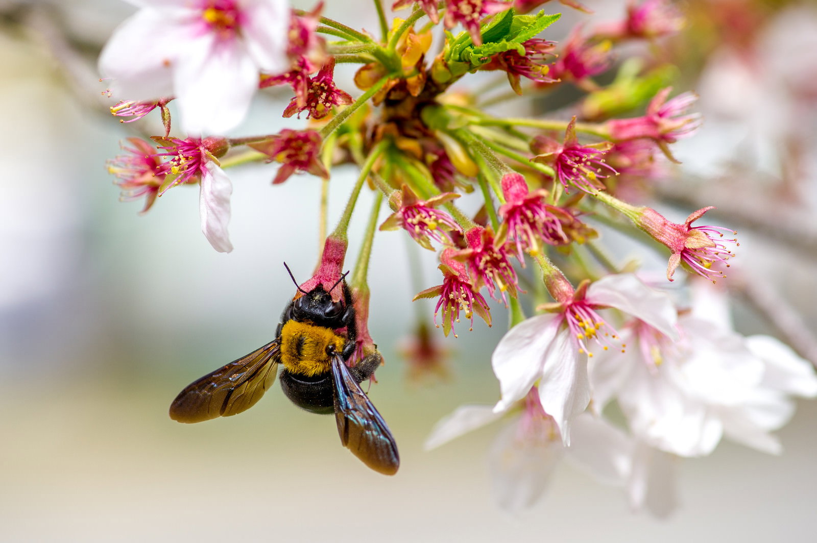 桜の花房で蜜を集めるクマバチ