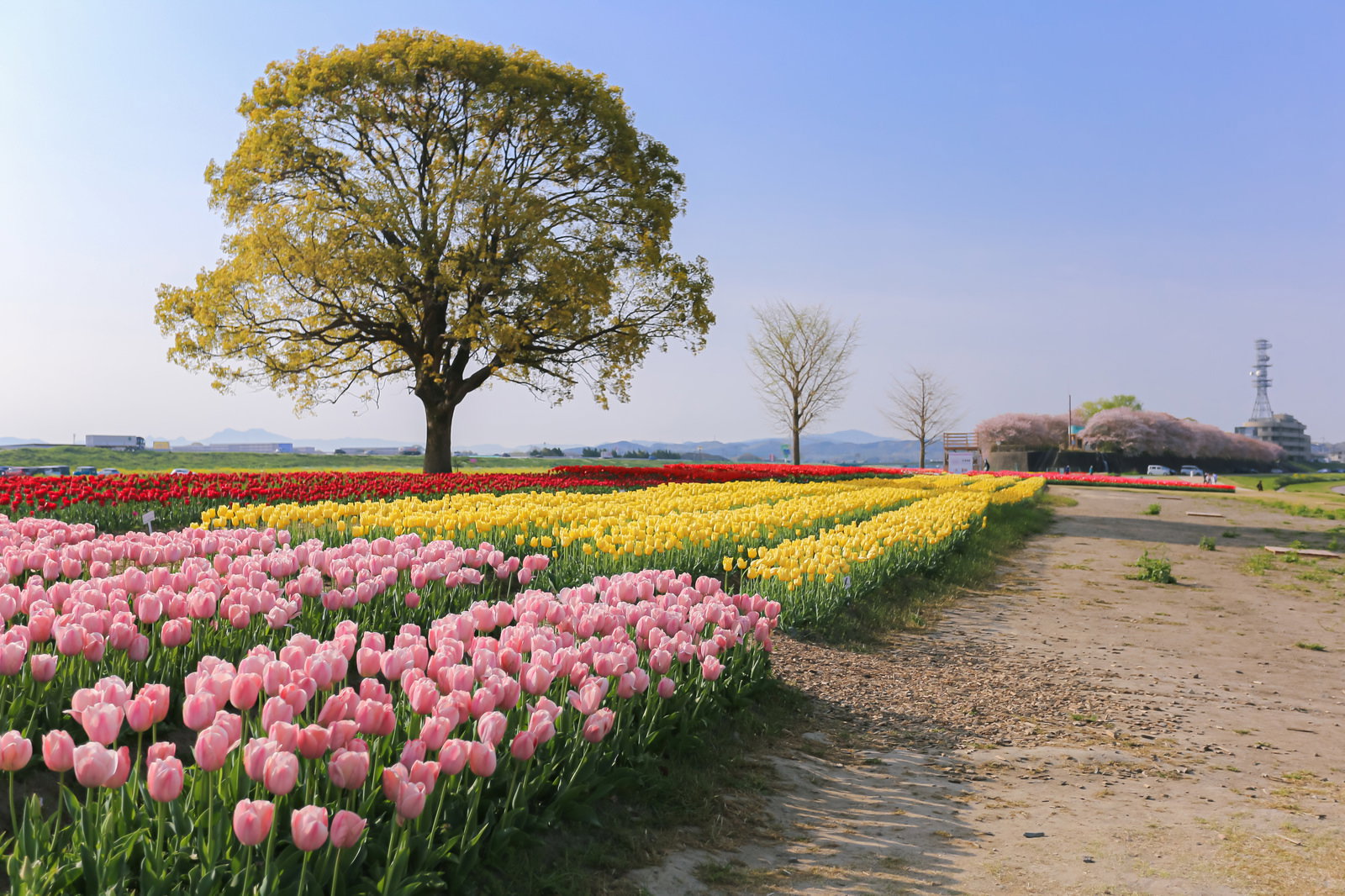 満開のピンクと黄色のチューリップ畑と桜の木がある朝の会場風景