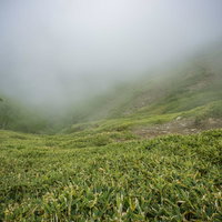 霧の中の笹の登山道（日光白根山）の写真