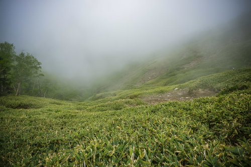 ガスに包まれた日光白根山の笹の登山道を往く登山者
