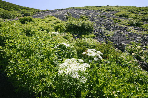 シシウドが咲く火山の黒い山肌、後志羊蹄山の溶岩地帯