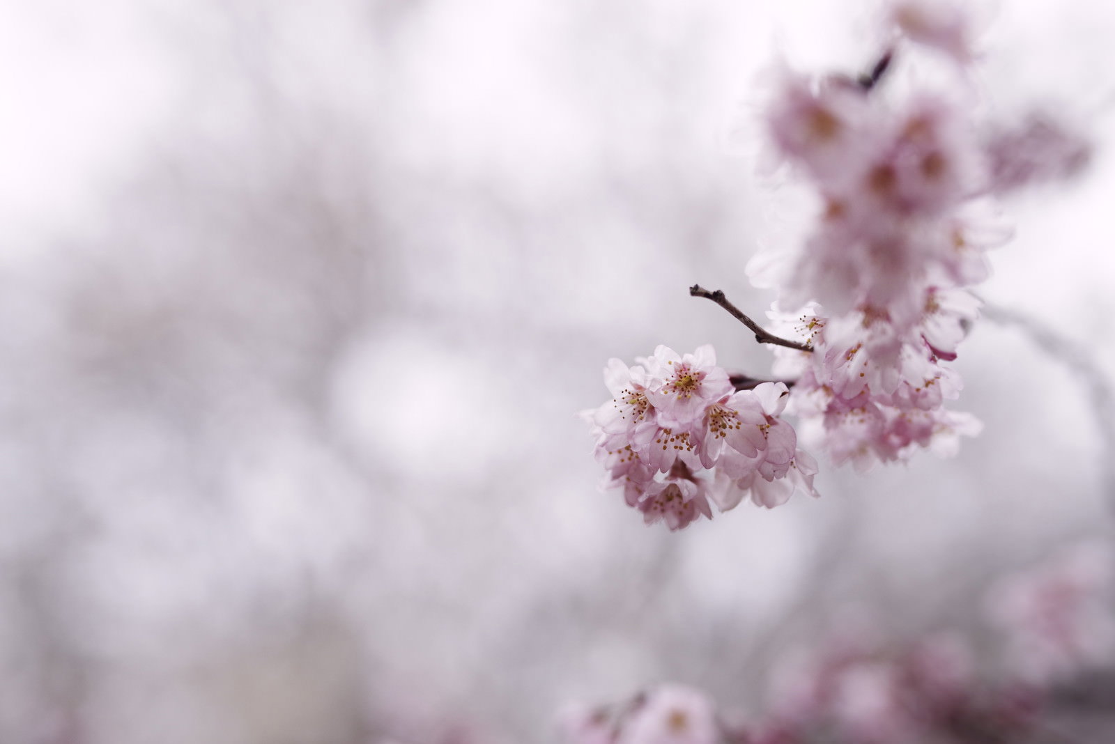 寒空の下で咲く薄ピンクの彼岸桜の花が枝に咲いている