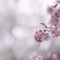 寒空の下で枝に咲く彼岸桜の写真