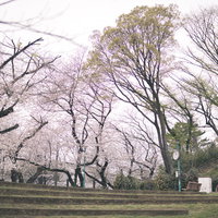 板橋区立加賀公園の桜並木が満開の春、石神井川沿いの美しい花景色の写真