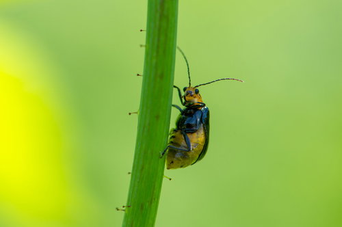 緑の茎を登るクロウリハムシ