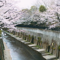 石神井川沿いに咲く満開の桜並木と春の風景の写真