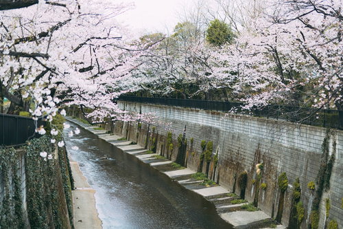 石神井川沿いに咲く満開の桜並木と春の風景