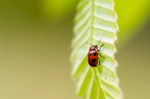 緑の葉に止まるクロボシツツハムシの接写マクロ