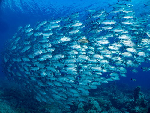 群れの中に１匹だけの混じる婚姻色のギンガメアジ