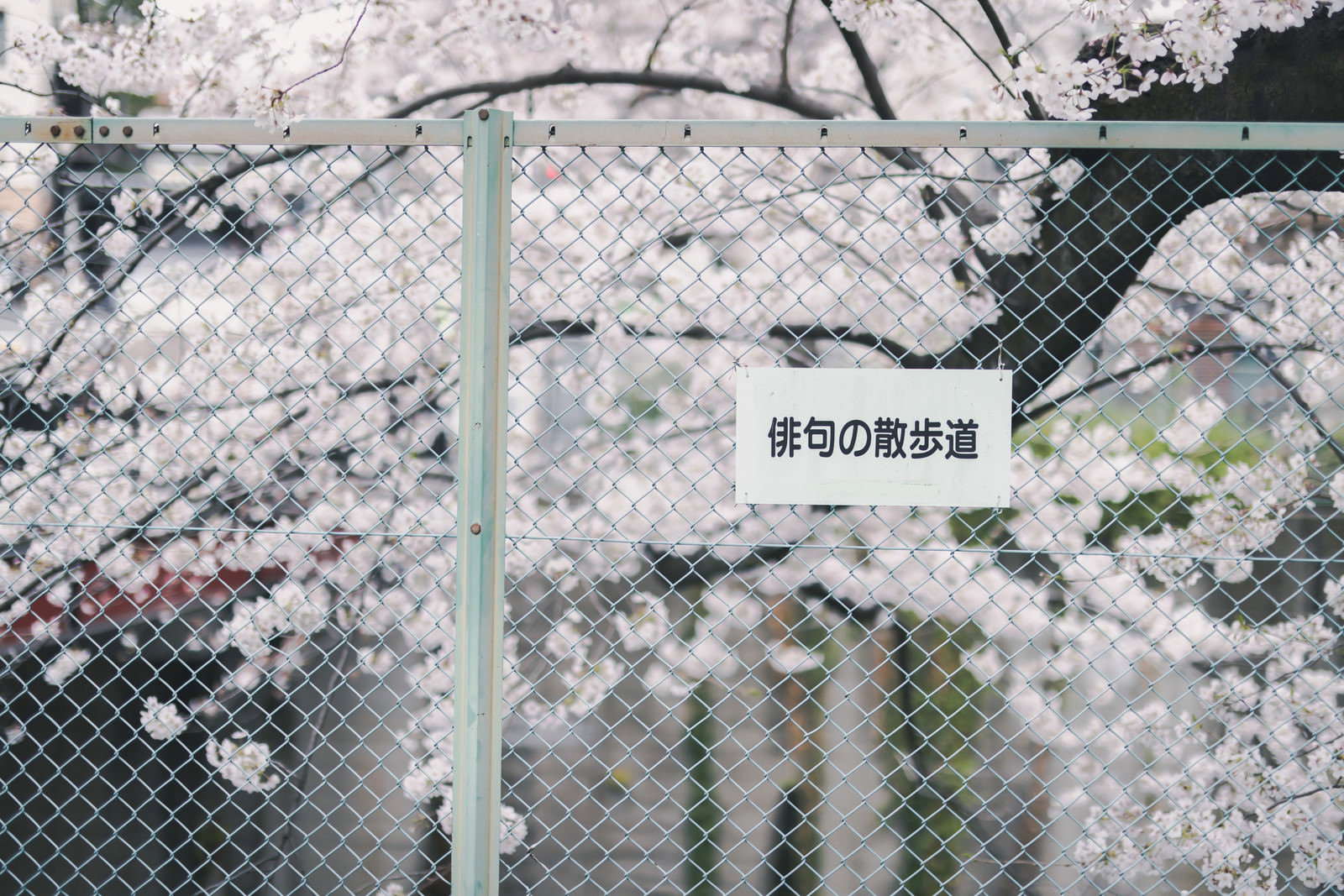 金網フェンス越しに見える満開の桜の花