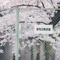 俳句の散歩道で見かける金網フェンス越しの桜の写真