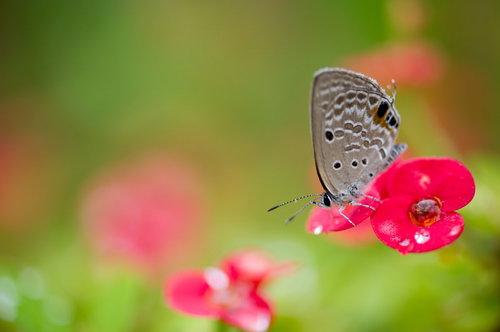 赤い花に止まるクロマダラソテツシジミの接写