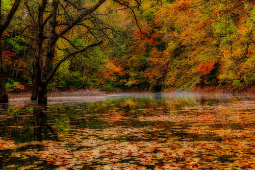 秋の紅葉と落葉が映り込む川面の水鏡風景