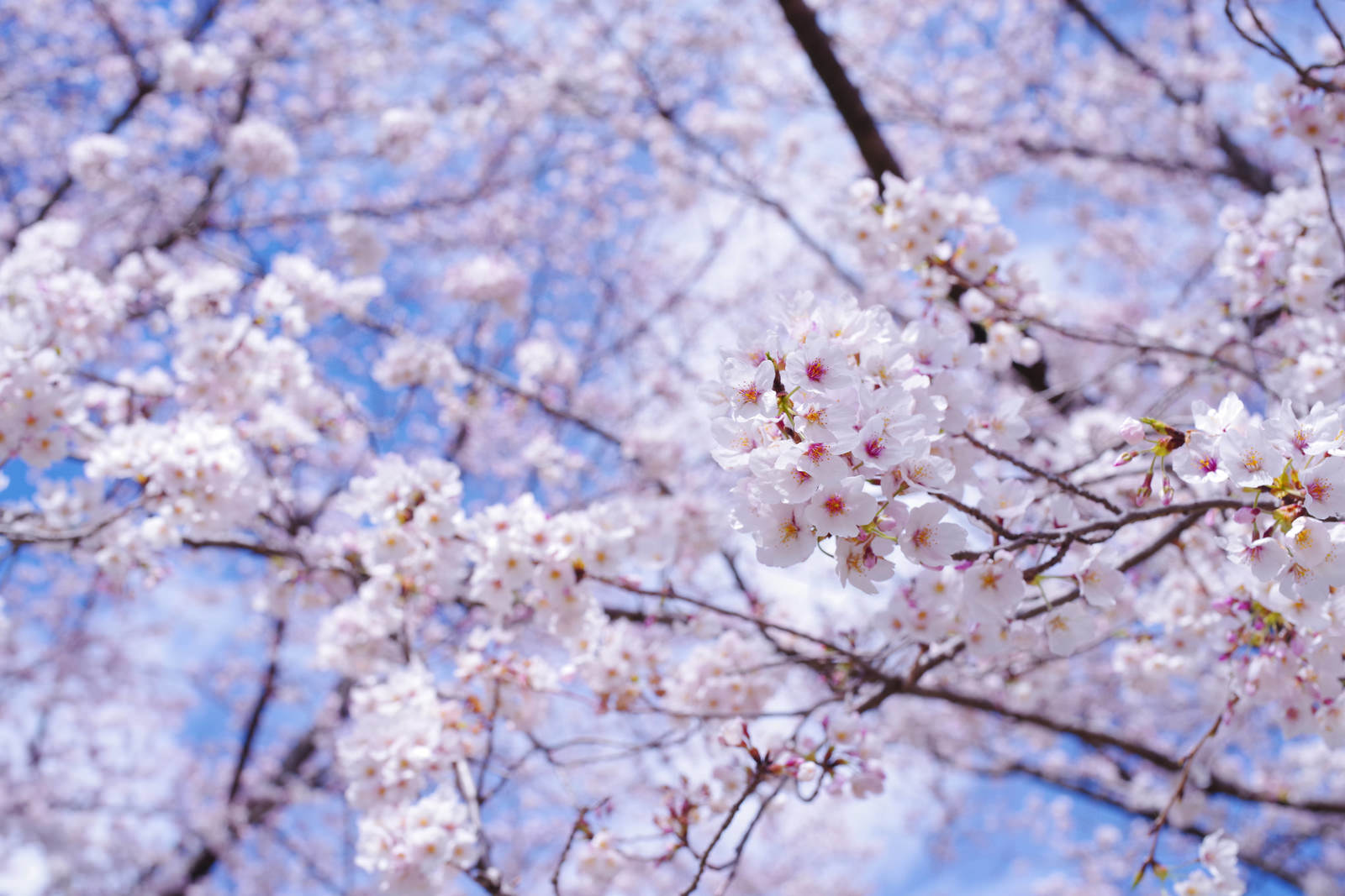 青空を背景に満開のソメイヨシノの花が咲く枝の様子