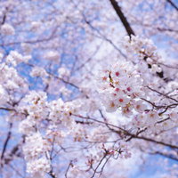 春の訪れを告げる満開のソメイヨシノの青空背景の写真