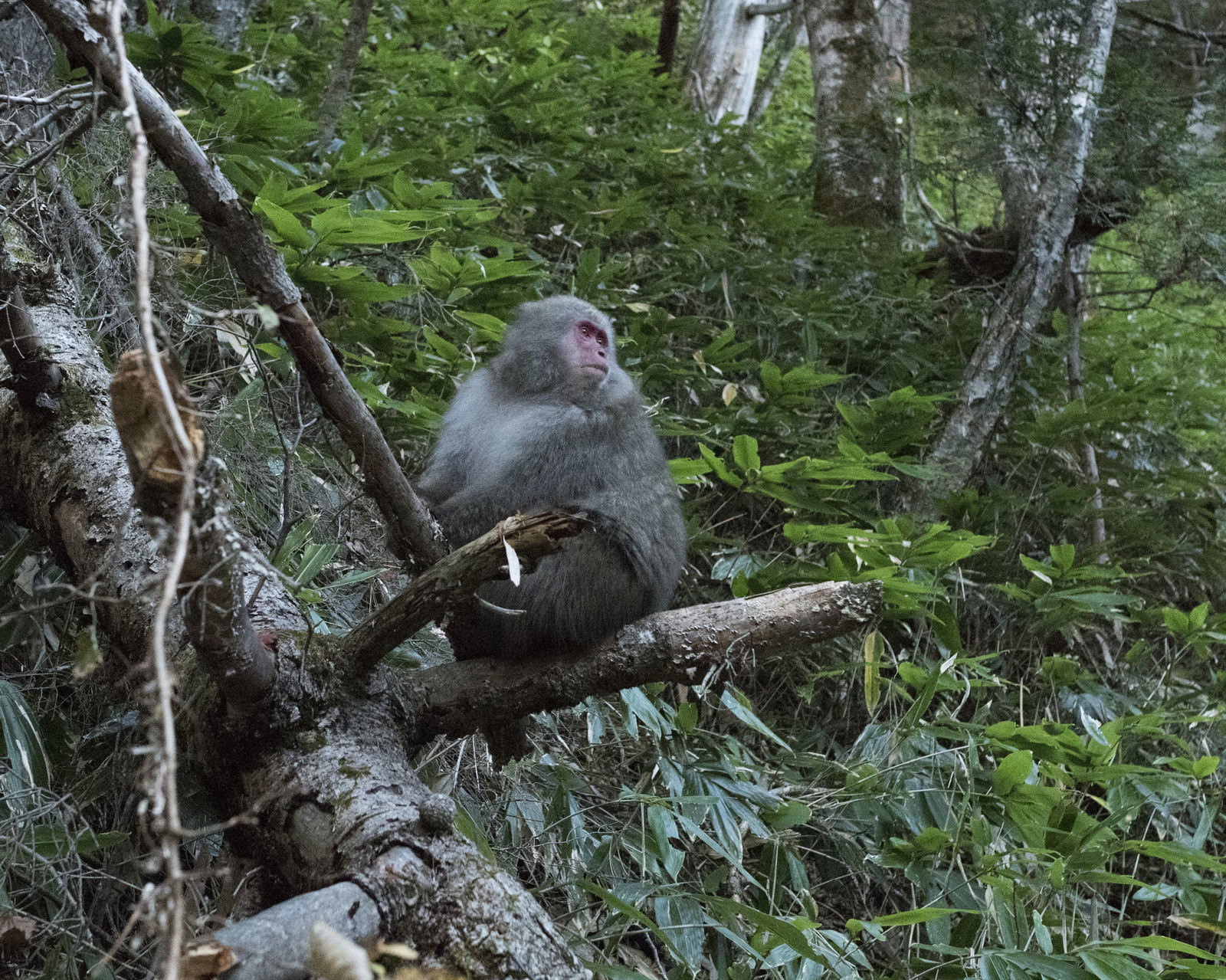 緑豊かな森の中で木の枝に座っている野生のニホンザル