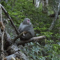 焼岳の山中で登山者を出迎えるニホンザルの野生動物の写真