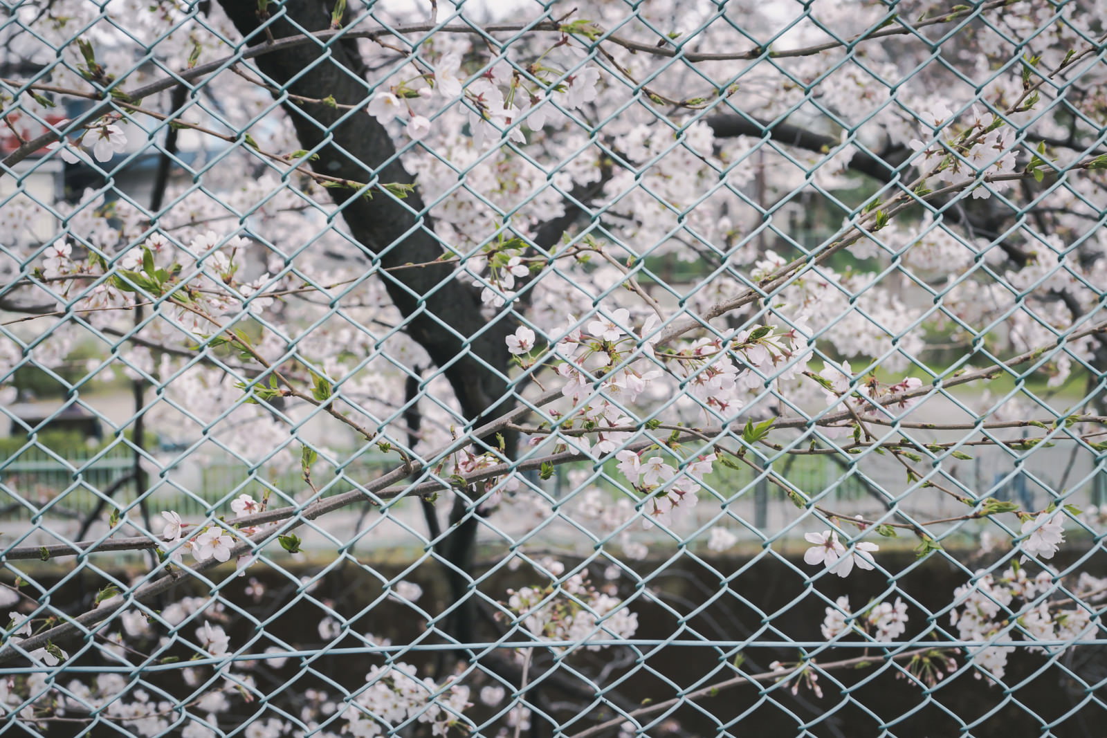 金網フェンス越しに見える満開の桜の花