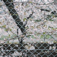 石神井川沿いのフェンス越しに咲く満開の桜の写真