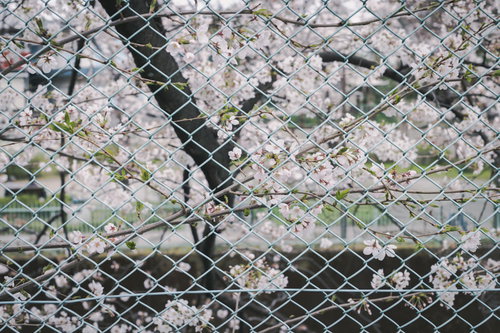 石神井川沿いのフェンス越しに咲く満開の桜