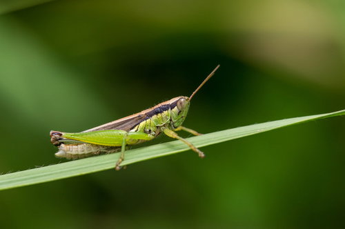細い葉にとまるコバネイナゴ