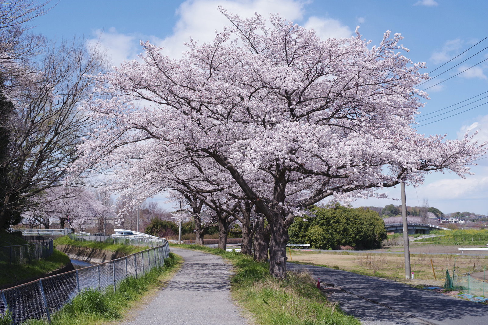 河川敷沿いの散歩道に満開の桜並木が咲く春の風景