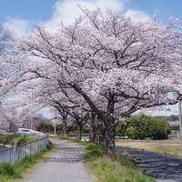春満点の河川敷に咲く桜並木の散歩道の写真