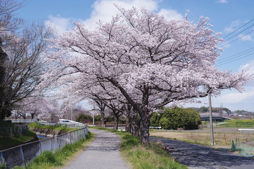 春満点の河川敷に咲く桜並木の散歩道