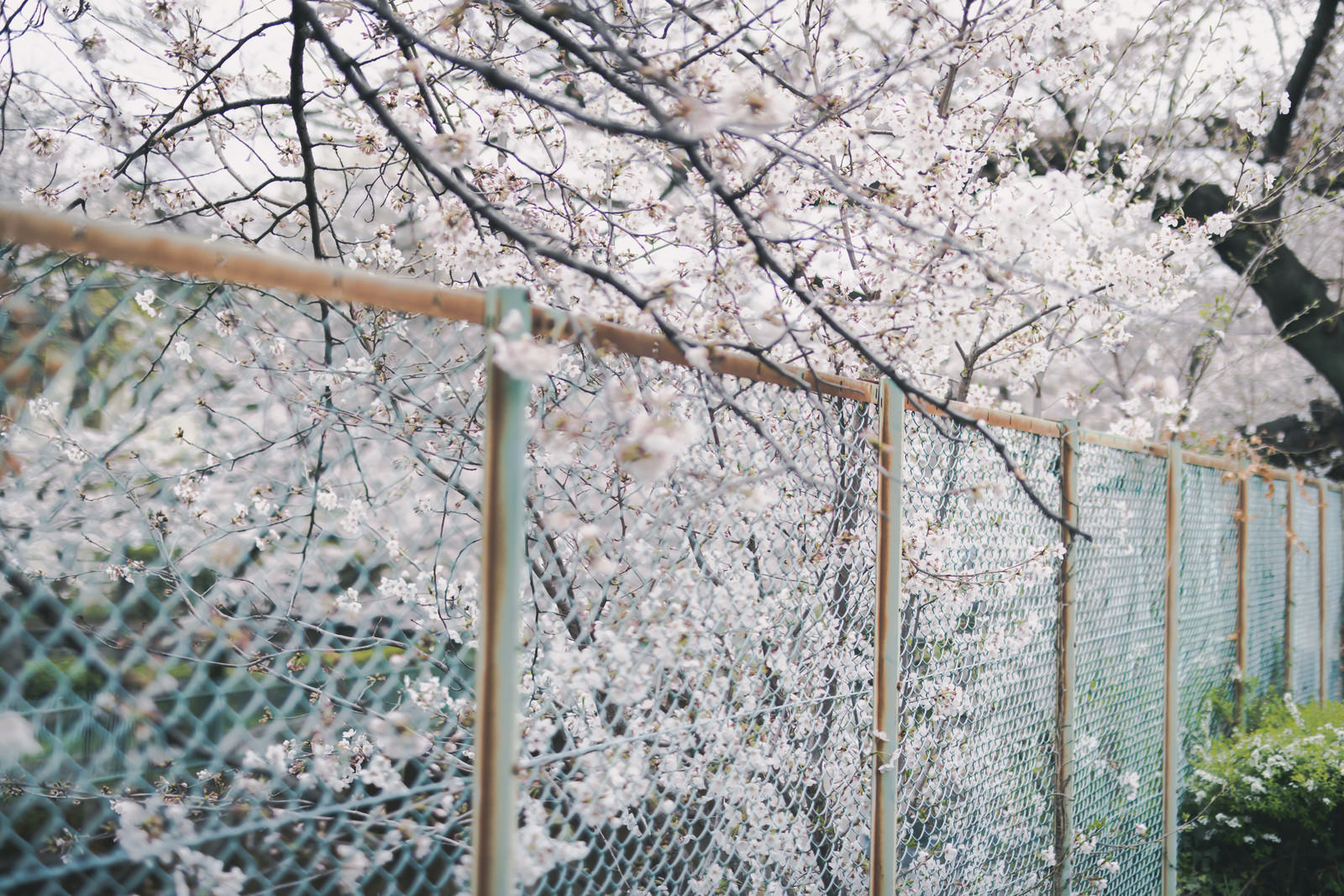 石神井川緑道の金網フェンス越しに見える満開の桜並木