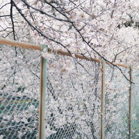 石神井川緑道のフェンス越しに見える満開の桜並木の写真