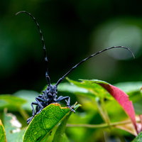 黒い体に白い斑点が入るゴマダラカミキリの長い触覚の写真