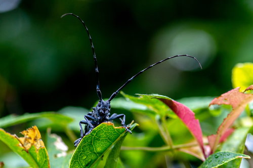 黒い体に白い斑点が入るゴマダラカミキリの長い触覚