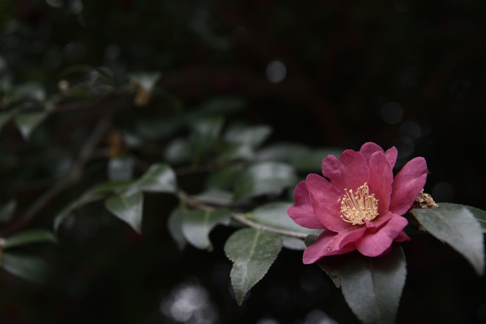 暗い背景の中でピンク色の椿の花が一輪咲いている