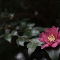 暗闇に咲く一凛のピンク椿の花のアップ写真の写真