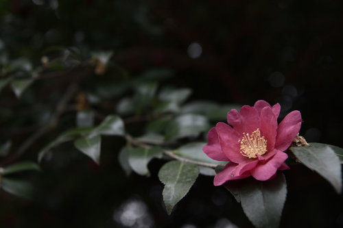 暗闇に咲く一凛のピンク椿の花のアップ写真