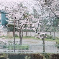 石神井川緑道の満開桜並木と春の遊歩道の写真