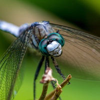 シオカラトンボの正面アップの写真