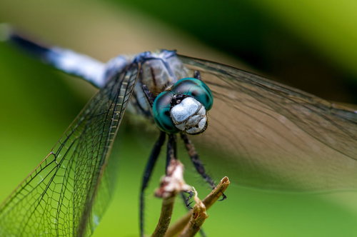 シオカラトンボを正面からマクロ撮影した頭部と羽