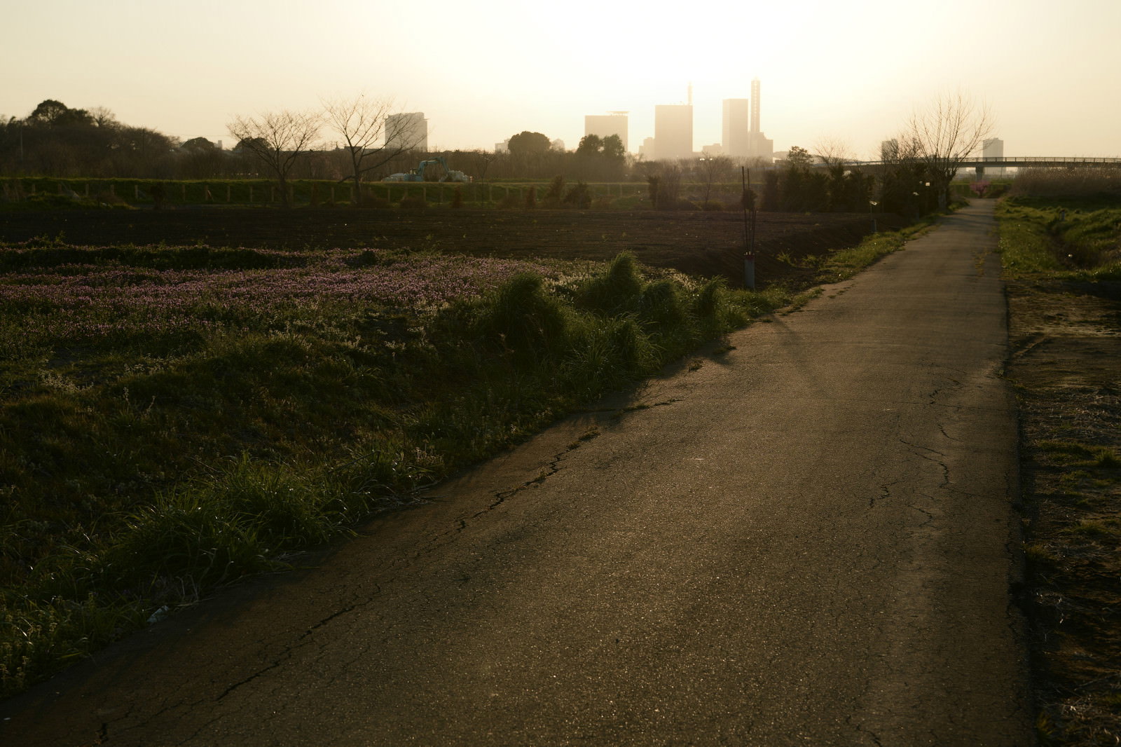 夕暮れ時の田んぼ道、両脇に緑の田んぼが広がる農村風景
