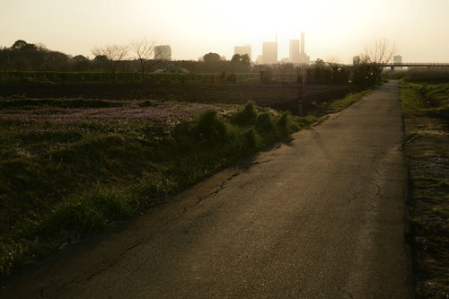 暮れる見沼田んぼの一日、田んぼ道から見た夕暮れ
