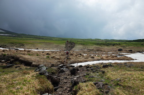 曇りの旭岳の登山道を歩く登山者の後ろ姿と高山植物